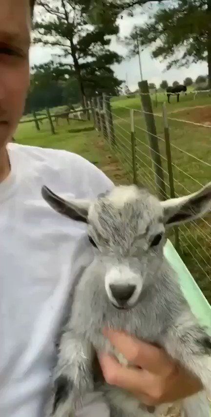 Funny Goats Video Hilarious Laughing, Funny Goats, Regnul Animal, Goats Funny, Baby Goat, Cute Goats, Baby Goats, Baby Animals Funny, Cute Wild Animals