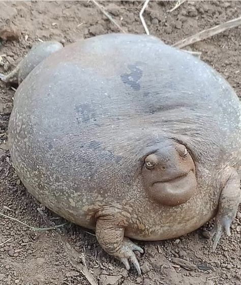 Maybe a South African Black Rain Frog. Never seen a frog like this! Weird Looking Animals, Fat Animals, Saltwater Crocodile, Scary Animals, Funny Frogs, Australian Animals, Frog And Toad, Cute Frogs, Reptiles And Amphibians