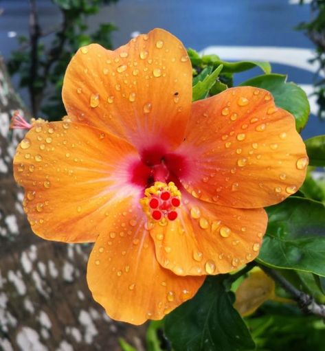 Hawaii Flowers, Halloween Party Snacks, Fleur Orange, Beach Flowers, Nothing But Flowers, Flower Therapy, Hydroponic Gardening, Snacks Für Party, Hawaiian Flowers