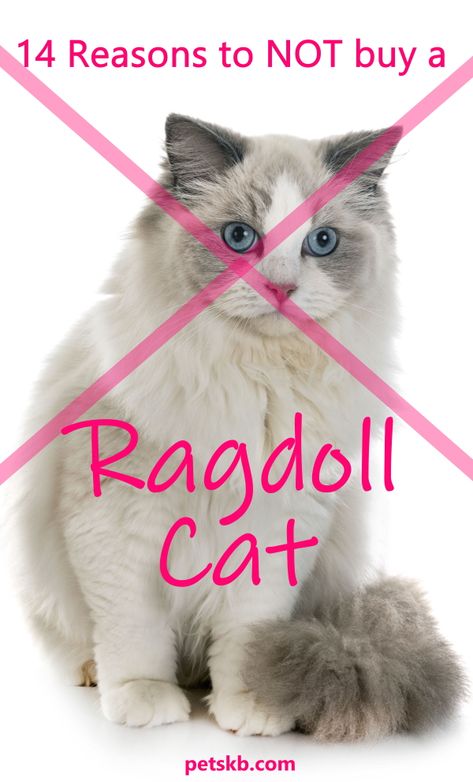 Ragdoll Cat Names, Ragdoll Cats For Sale, Katt Diy, Cat Projects, Rare Cats, Ragdoll Cats, Cat Info, Cat Tattoo Designs, Ragdoll Kitten