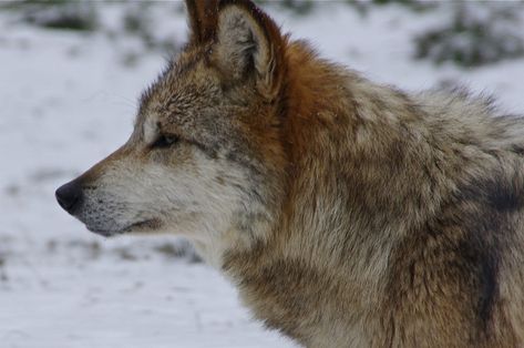 Wolf Head Side View, Wolf Head Reference, Wolf Side Profile, Wolf Side View, Canine Reference, Mexican Wolf, Victorian Outfit, Dragon Puppets, Animal Studies