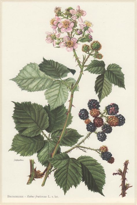 Blackberry Tattoo, Van Gogh Flowers, Blackberry Plants, Human Population, Raspberry Plants, Berry Plants, Flower Tattoo Shoulder, Invasive Plants, Bee Tattoo