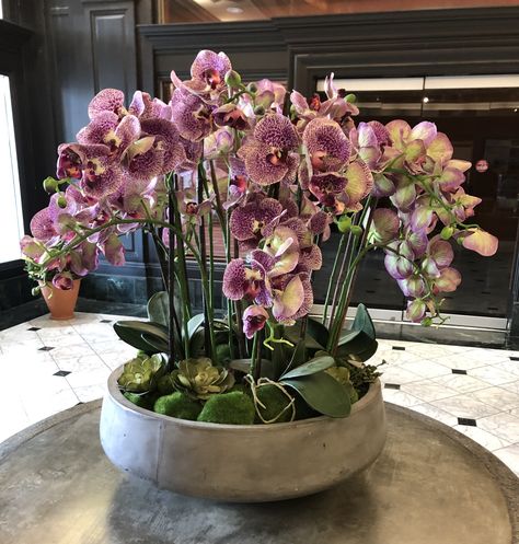 Love the orchids and the concrete planter. Click here for bowl and plant your orchid. Orchid Plant, Concrete Planter, Garden Planter, Orchid Plants, Beautiful Orchids, Large Planters, Concrete Planters, Brand Board, Centerpiece Bowl