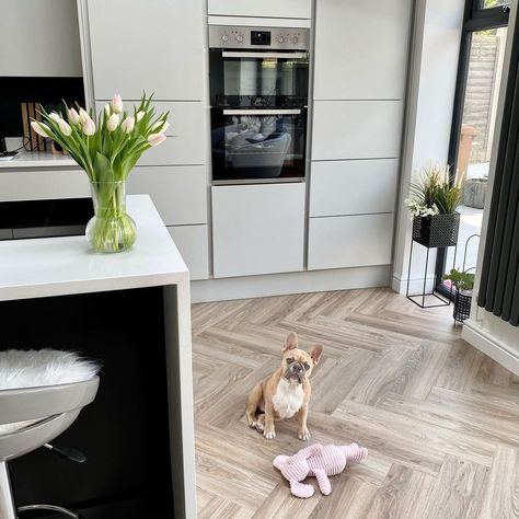 Howdens on Instagram: “Luna looking paw-fect in @home_with_mommyj123's kitchen. 🐾 Kitchens featured: Hockley Super Matt Dove Grey Handleless and Hockley Super…” Howdens Hockley, Kitchen Howdens, Matt Kitchen, Extension Plans, House Extension Plans, Handleless Kitchen, House Extension, House Extensions, Dove Grey