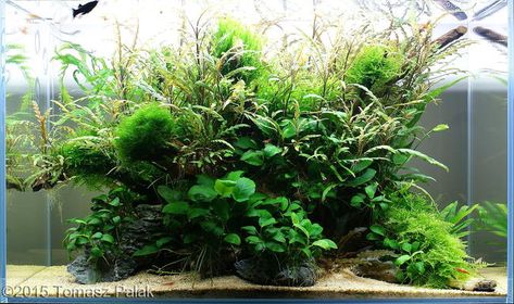 Island Aquascape, Nature Aquascape, Biotope Aquarium, Tetra Fish, Aquascape Design, Aquatic Garden, Aquarium Terrarium, Nano Aquarium, Planted Tank