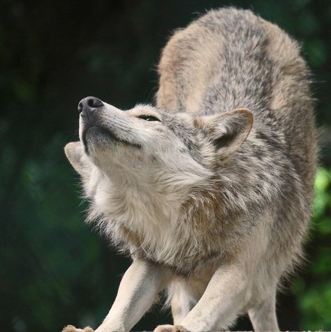 Wolf Pfp Aesthetic, Wolf Stretching, Wolf Poses, Morning Stretch, Wolf Photos, Wolf Love, Wild Wolf, Wolf Pictures, Beautiful Wolves