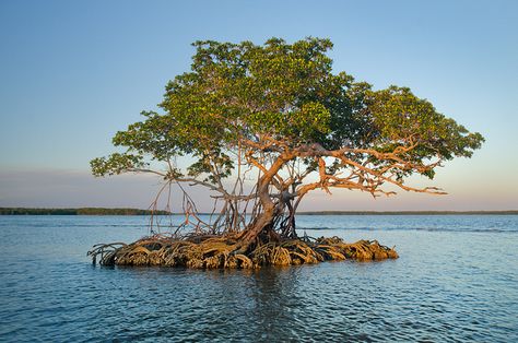 Red Mangrove Trees, Mangrove Tattoo, Everglades City Florida, Red Mangrove, Flooded Forest, Mangrove Trees, Mangrove Tree, Ficus Microcarpa, Florida Everglades