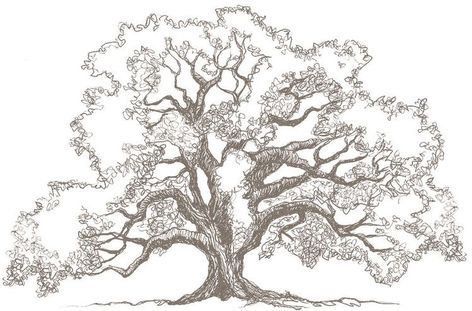 Tree Tattoo Drawings, Oak Tree Drawings, Oak Tree Tattoo, Drawing Trees, Tree Drawings, How To Draw Realistic, Tree Sketches, Love Tree, Tree Illustration