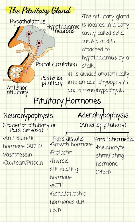 Chemical Coordination And Integration Notes, Biopsychology Notes, Endocrinology Notes, Pituitary Gland Anatomy, Endocrine System Notes, Chemical Coordination And Integration, Neuroscience Notes, Basic Biology, Nursing School Studying Cheat Sheets