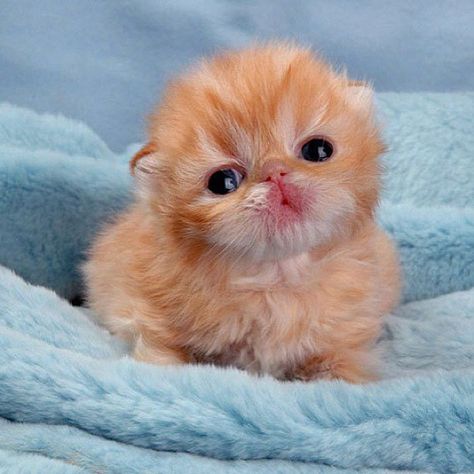 DailyDose Of Kittens on Twitter: "Awe, so cute!… " Cutest Kittens Ever, Newborn Kittens, Persian Kittens, Cute Little Kittens, Pretty Kitty, Kitten Pictures, Baby Kittens, Baby Animals Funny, Little Kittens