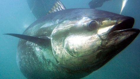 The bluefin tuna quota in Atlantic Canada was increased last year even though the giant fish still awaits a decision about whether it will be listed under the Species at Risk Act. Atlantic Bluefin Tuna, Bluefin Tuna, Fauna Marina, Ocean Photos, Tuna Fish, Cape Breton, South China Sea, Discovery Channel, Endangered Animals