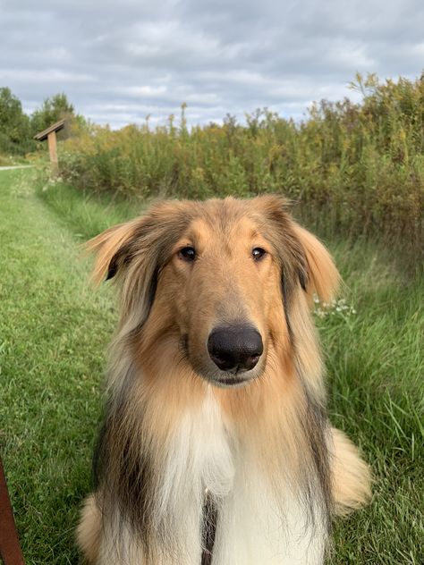 White Rough Collie, Collie Dog Aesthetic, Rough Collie Dog, Lassie Dog, Rough Collie Puppy, Scotch Collie, Rough Collies, Hairless Dog, Sheltie Dogs