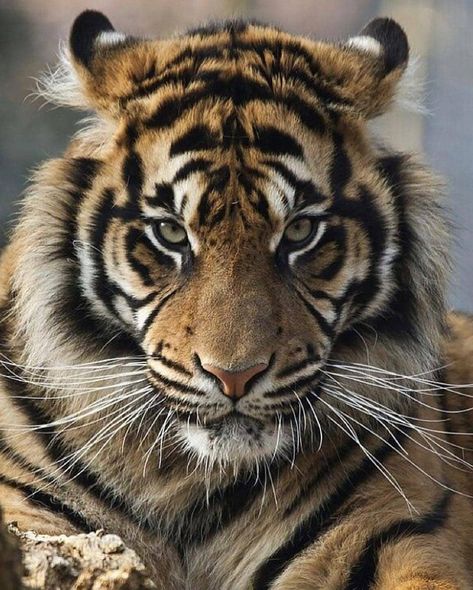 Tiger on Instagram: “Rate This Photo 1-10🐯 Tag a friend 💗 👉Follow: @tigers.arena 👉Follow: @tigers.arena -- 📸: please Dm for credit . . . . . . .  #tiger #tigers…” Royal Animals, Tiger Photography, Tiger Tattoo Design, Sumatran Tiger, Tiger Pictures, National Animal, Most Beautiful Animals, Tiger Face, Bengal Tiger