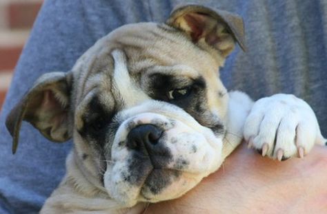 Our first litter_How to Price English Bulldog Puppies | Cuteness Puppy Meme, Puppy Potty Training Tips, Bulldog Training, Cute Puppies Images, Puppy Obedience Training, Crate Training Puppy, Positive Dog Training, Basic Dog Training, Puppy Images