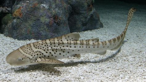 Zebra Shark, Cardboard Animals, Leopard Shark, Shark Facts, Ocean Friends, Shark Pictures, Saltwater Tank, Marine Fish, Underwater Creatures