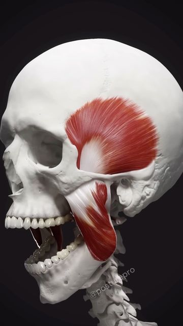 Posturepro on Instagram: "The temporalis and masseter muscles are key to the TMJ’s function, but if they’re imbalanced, it can cause TMJ disorders. The temporalis muscle elevates and retracts the jaw, while the masseter muscle elevates the jaw. If the temporalis and masseter muscles are tight or overdeveloped, they can cause the jaw to shift forward or to one side, which can result in a forward head posture. The tongue is an important muscle that helps to support the jaw and maintain proper alignment of the teeth and bite. When the tongue is in the correct position, it can help to balance the forces of the jaw muscles and reduce strain on the TMJ and associated muscles. When the tongue is in the incorrect position, it can contribute to imbalances in the jaw muscles and TMJ dysfunction. Temporalis Muscle, Masseter Muscle, Jaw Muscles, Forward Head Posture, Healthy Man, Muscle Imbalance, Medical School Studying, The Teeth, Human Anatomy Art