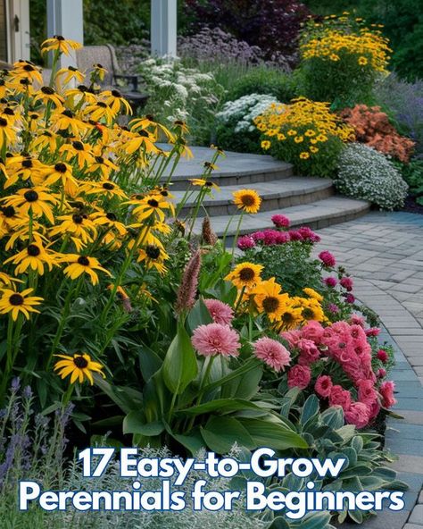 Plant Care Today Shasta Daisies, Growing Peonies, Best Perennials, Border Plants, Starting A Garden, Home Landscaping, Hardy Perennials, Low Maintenance Plants, Outdoor Lawn