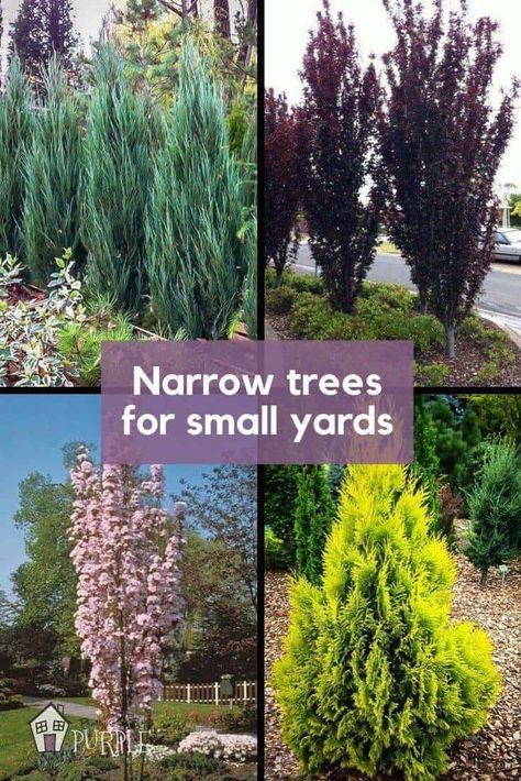 Trees For Small Yards, Narrow Trees, Tv Setup, Backyard Trees, Landscaping Trees, Small Yards, Privacy Landscaping, Purple Door, Easy Landscaping