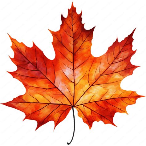 𝐃𝐈𝐆𝐈𝐓𝐀𝐋 𝐃𝐎𝐖𝐍𝐋𝐎𝐀𝐃: Explore our charming collection of maple leaf clipart, showcasing the beauty of nature in intricate designs. Each image captures the elegance of a maple leaf, meticulously crafted for your creative projects. The collection is conveniently packaged in five zip files for effortless downloading. 𝐇𝐢𝐠𝐡-𝐪𝐮𝐚𝐥𝐢𝐭𝐲 𝐏𝐍𝐆𝐬: Each image is meticulously crafted at a resolution of 300DPI with a spacious 4200 x 4200px dimension, ensuring print-readiness. These files feature a transparent background, perfect for your creative projects. 𝐅𝐫𝐞𝐞 𝐁𝐚𝐜𝐤𝐠𝐫𝐨𝐮𝐧𝐝 𝐑𝐞𝐦𝐨𝐯𝐞𝐫: If you need to remove the background from any of these images, you can easily do so by using the following link: https://www.adobe.com/express/feature/image/remove-background or just Uk Wall Art, Fall Leaf Pictures, Maple Leaf Painting, Autumn Maple Leaf, Fall Leaves Art, Maple Leaf Clipart, Autumn Leaf Clipart, Maple Leaf Art, Leaf Printable