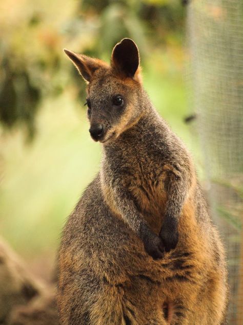 Taronga Zoo Sydney, Australian Summer, Australia Animals, Australia Sydney, December 2024, Zoo Animals, Australia Travel, Sydney Australia, Eras Tour