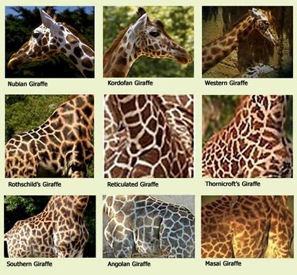 Simple, use their spots! Don't miss this wonderful explanation of how to tell giraffes apart from the Sassafras Science zoology expert, Nicholas Mzuri. Pictures Of Giraffes, Barbie Products, Patterns Skirt, Masai Giraffe, Giraffe Pictures, Skirt Patterns, Giraffe Art, Giraffe Pattern, Dress Tutorials