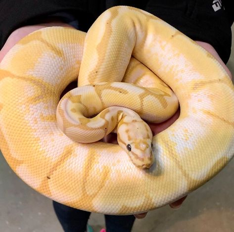 Richard Allen on Instagram: “Beautiful female banana bee ball python at Reptile Rapture. www.reptilerapture.net #bananabee #bananabeeballpython #ballpython #ballpythons…” Banana Python, Banana Ball Python, Ball Python Pet, Python Royal, Royal Python, Richard Allen, Dream Pet, Ball Pythons, Cute Reptiles