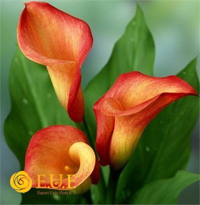 Calla Lily Bulbs, Calla Lily Flower, Calla Lily Flowers, Flower Identification, Lily Bulbs, Flower Bulbs, Shabby Flowers, Watercolor Flower Art, Calla Lilies