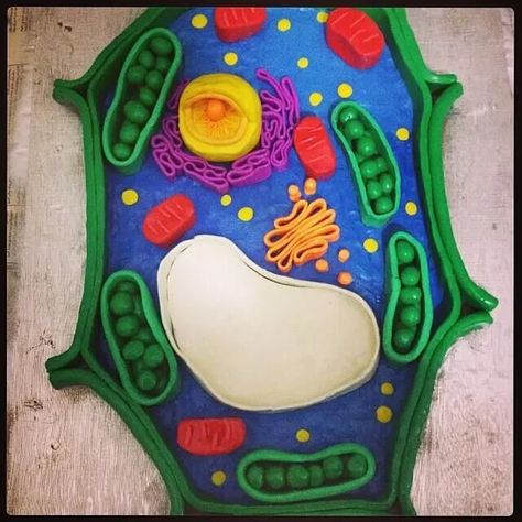 Making Your Own Plant Cell Model At Home Is THIS Easy | Kidadl 3d Plant Cell Project, Cell Model Project Ideas, Plant Cell Model Project, 3d Plant Cell, Animal Cell Model, Plant Cell Project, Cell Model Project, Plant Cell Structure, Plant Cell Model