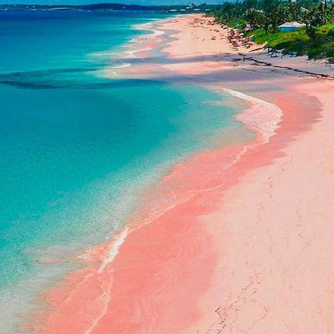 We make flamingoes jealous. Visit our famous pink sand! 🌸 📸 Pink Sand Beach Bahamas, Best Island Vacation, Bahamas Travel, Bahamas Vacation, Pink Sand Beach, Harbor Island, Jamaica Vacation, Beach Pink, Honeymoon Spots