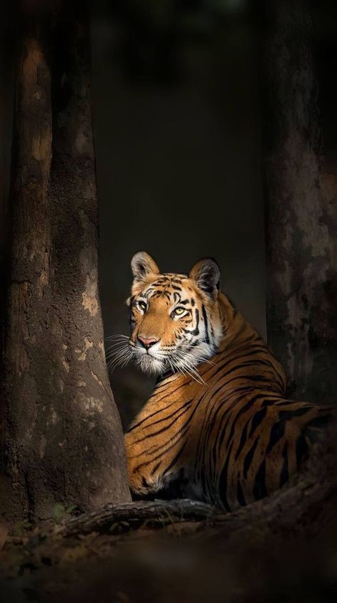 Big Cats Wallpaper, Aesthetic Tiger Wallpaper, Tigre Wallpaper, Wallpaper Tigre, Tiger Aesthetics, Tiger In Jungle, Tiger Aesthetic, Tigre Y Dragon, Wildlife Week