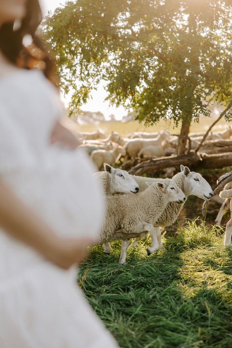 Flower Farm Maternity Shoot, Sheep Photoshoot, Maternity Pictures With Cows, Farm Maternity Pictures Cows, Maternity Photography Farm, Sheep Photography, Lil Nugget, Farm Photoshoot, Goat Picture