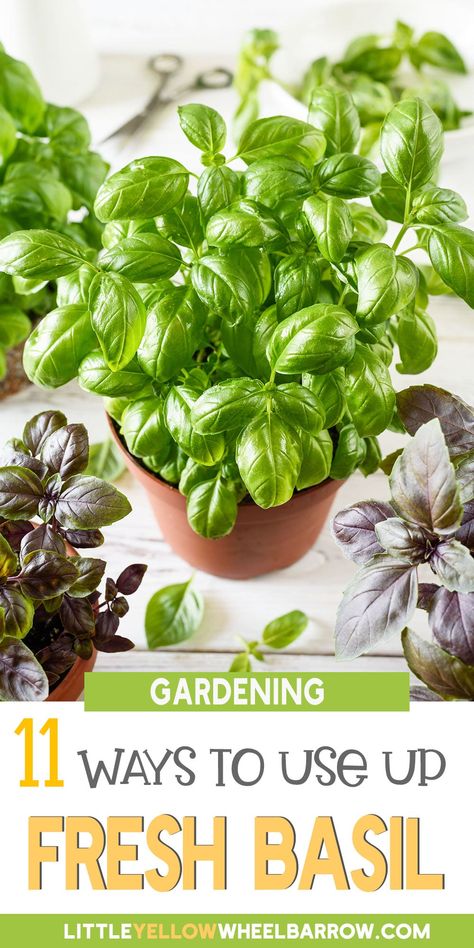 Basil Recipes Healthy, Store Fresh Basil, Uses For Basil, Best Herb Garden, Using Fresh Basil, Herbs To Plant Together, Storing Fresh Basil, Herb Garden Tips, Storing Basil