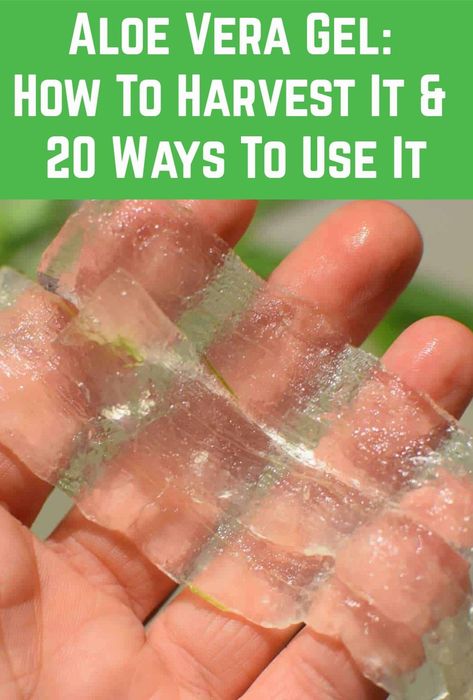 If you have an Aloe plant, it's incredibly easy to harvest the gel. Here's how, plus 20 brilliant ways to use it. How To Use Aloe Vera, What To Do With Aloe Vera, Uses For Aloe, Aloe Uses Diy, Aloe Vera Leaf Uses, Things To Make With Aloe Vera, Aloe For Face, Aloe Gel Uses, Things To Do With Aloe