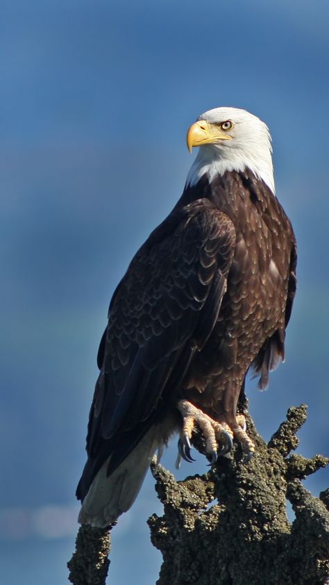 Eagles of Arizona (2 Species with Pictures) Bald Eagle Photography, Philippine Eagle, Eagle Hunting, Bold Eagle, Prey Animals, Eagle Painting, Eagle Wallpaper, Eagle Pictures, Different Species