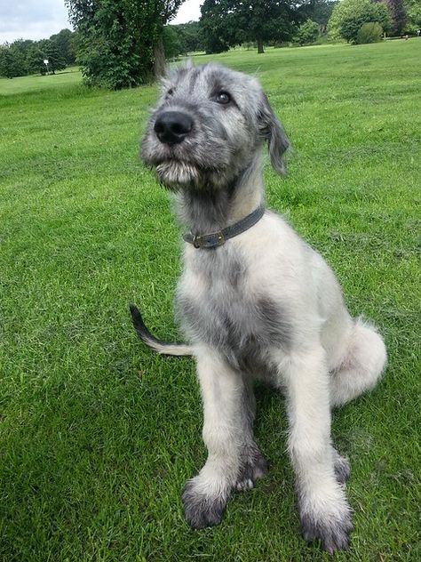 Wolfhound Puppies, Irish Wolfhound Puppies, Irish Wolfhound Dogs, Wolfhound Dog, Scottish Deerhound, Irish Wolfhounds, Grey Dog, Virtual Pet, Irish Wolfhound