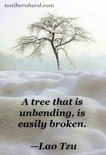 "A tree that is unbending is easily broken." ~~Lao Tzu ★ (Yes, it's all about being flexible, open-minded, flowing with what is...) Lao Tzu Quotes, Tao Te Ching, Lao Tzu, Taos, Quotable Quotes, Great Quotes, Wisdom Quotes, A Tree, New Mexico