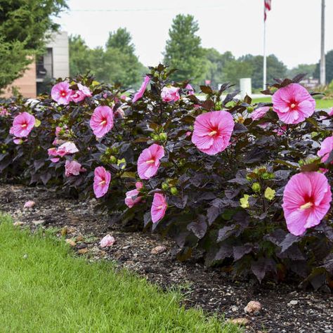 Edge Of Night Hibiscus, Texas Star Hibiscus, Hibiscus Landscaping, Rain Garden Plants Shade, Hibiscus Garden, Christmas Cactus Care, Hydrangea Landscaping, Bog Plants, Hardy Hibiscus