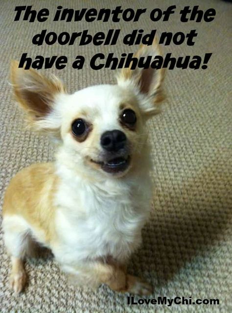 Chihuahua Meme, Funny Chihuahua Pictures, Chihuahua Pictures, Chihuahua Quotes, Chihuahua Funny, Cute Chihuahua, Cute Dog Pictures, Chihuahua Love, Chihuahua Puppies