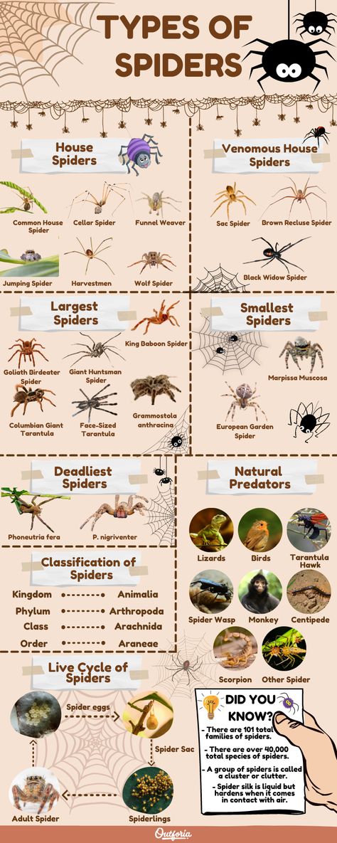 Types Of Spiders Chart, Type Of Spiders, Types Of Spider Webs, Different Types Of Spiders, Cool Spider Species, Spider Breeds, Spiders Species, Spider Names, Spider Types