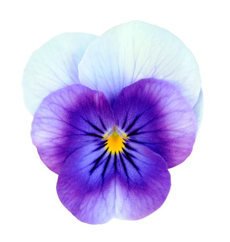 Violets are the Birthday Flower of February Flower Of February, Cuba Tattoo, Violet Flower Tattoo, February Flowers, February Flower, Violet Flower Tattoos, Violet Tattoo, February Birth Flowers, Most Famous Artists