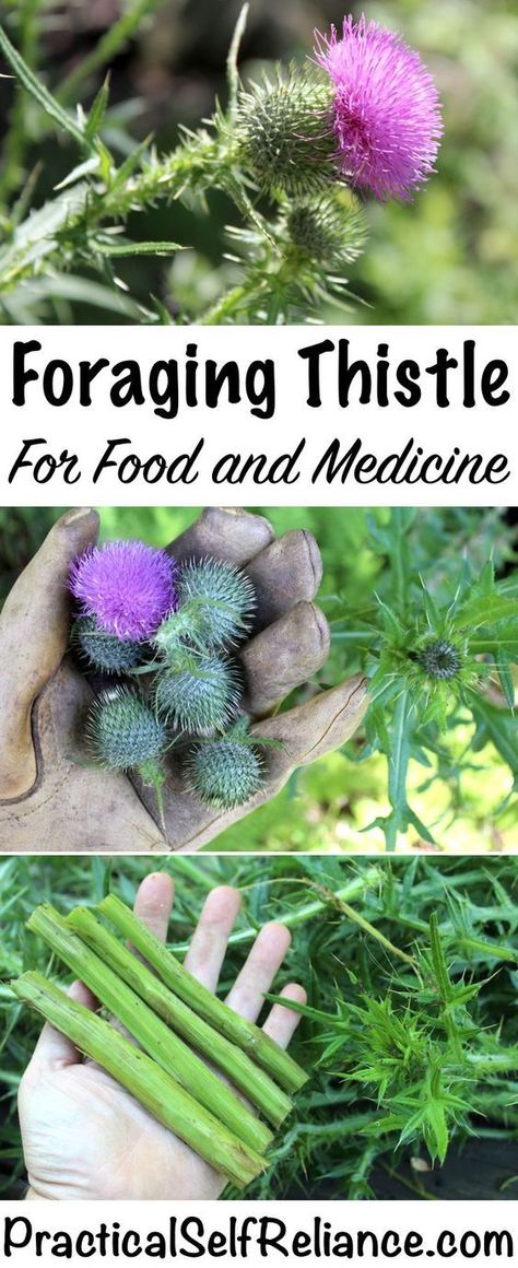 Foraging Thistle for Food and Medicine Grape Hyacinth Medicinal Uses, Arkansas Foraging, Fleabane Medicinal, Bull Thistle, Thistle Crafts, Medicine Herbs, Food Foraging, Wild Foraging, Wild Food Foraging