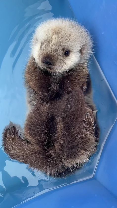 Find 'sea otter baby' on TikTok | TikTok Search Baby Sea Otters, Fav Animal, Otters Cute, Cute Aesthetics, Baby Otters, Sea Otters, Random Crafts, Baby Sloth, Sea Otter