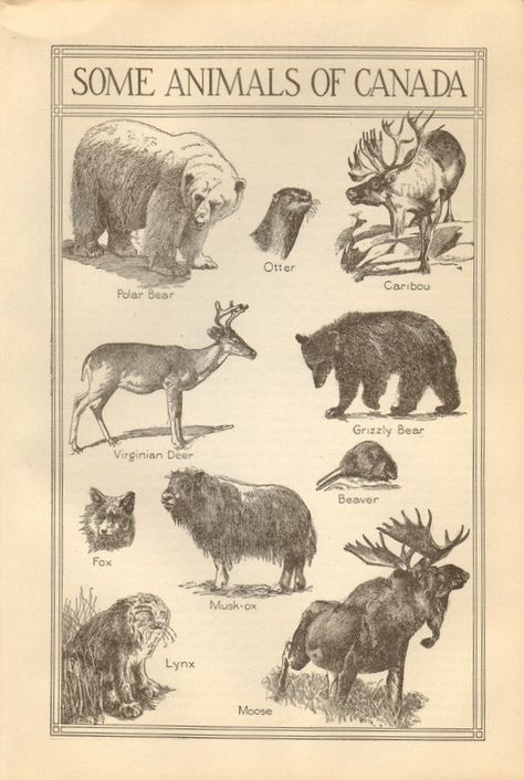 Vintage Canadian Animals Identification Page Animals In Black And White, Animal Identification, Canadian Animals, Canadian Things, Canadian Wildlife, Arte Peculiar, Canadian History, Animal Book, Cottage Art