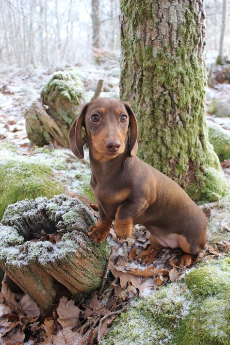 Miniature dachshund, brown and tan. Tan Dachshund, Dog Brown, Miniature Dachshund, Weiner Dog, Dachshund Dog, Dachshund, Miniatures, Pure Products, Dogs