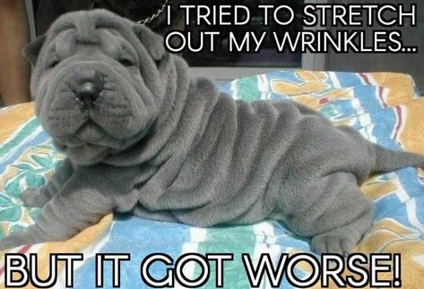 14 Shar-Pei Memes That’ll Leave You Howling With Laughter | Page 2 of 3 | PetPress Wrinkly Dog, Wrinkle Dogs, Shar Pei Puppies, Shar Pei, Bull Terrier, Animals Friends, I Love Dogs, Animals Beautiful, Animals And Pets