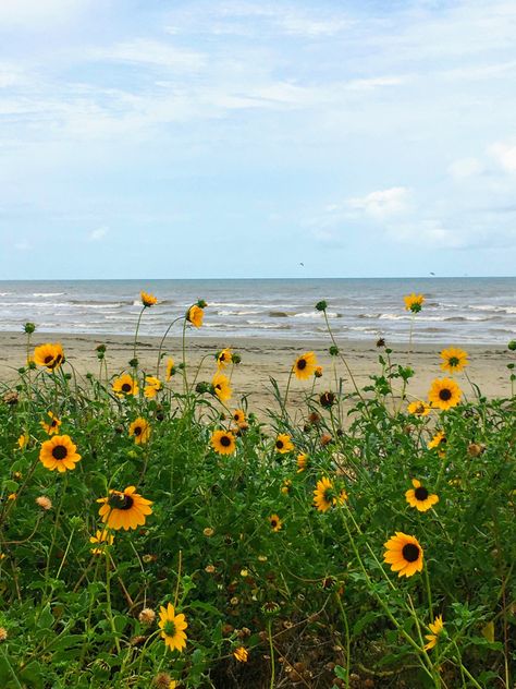 Spring Ocean Aesthetic, March Vibes Aesthetic, Beach Sunflower, Hannah Aesthetic, Sunflowers Aesthetic, Sunflower Landscape, Ocean Flowers, Wild Sunflower, Yellow Cottage