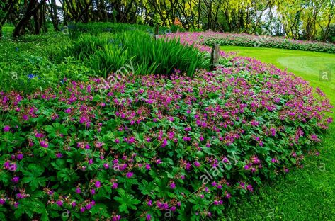 Geranium 'Czakor' Backyard Planting, Geranium Macrorrhizum, Herbaceous Perennials, Geraniums, Garden Inspiration, Planting, Perennials, Front Yard, Yard