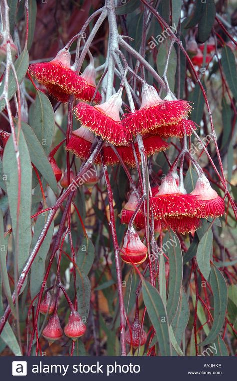 the Flowering Gum Eucalyptus caesia ... Flowering Gum, Australian Trees, Australian Wildflowers, Australian Native Garden, Australian Native Flowers, Australian Plants, Australian Flora, Australian Native Plants, Australian Garden