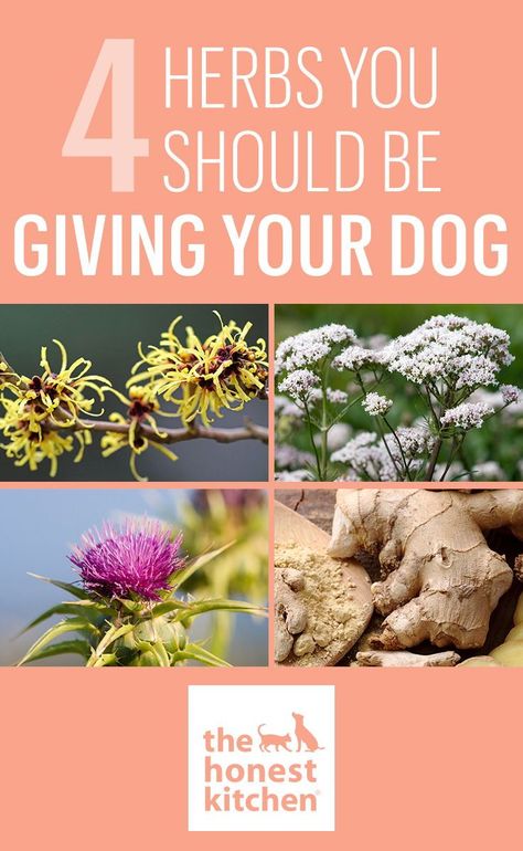 Holistic Dog Care, Meds For Dogs, Natural Pet Care, Wellness Plan, Dog Health Tips, Pet Wellness, Dog Health Care, Herbs For Health, Dog Care Tips