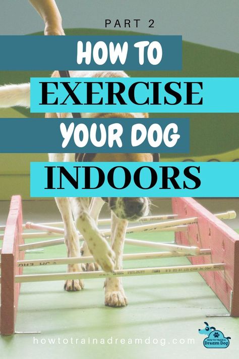 Dog Exercise Equipment, Diy Dog Training Equipment, Dog Workout, Dog Agility Course Diy, Dog Fitness, Agility Workouts, Dog Agility Course, Puppy Obedience Training, Agility Training For Dogs